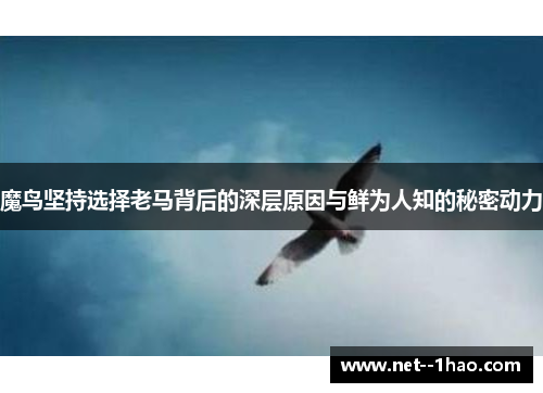 魔鸟坚持选择老马背后的深层原因与鲜为人知的秘密动力